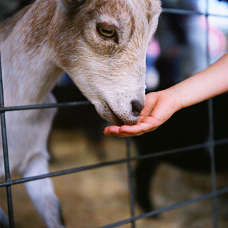 feeding baby goat