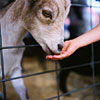 feeding baby goat