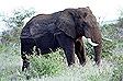 kru1_elephant1