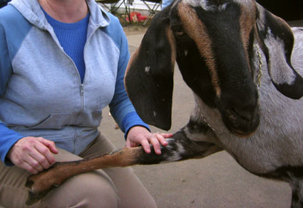 goat getting scratched