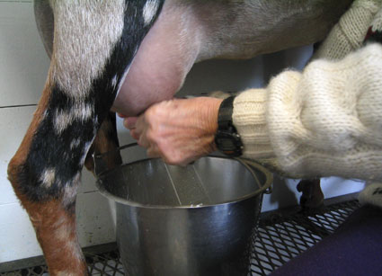 goat milking