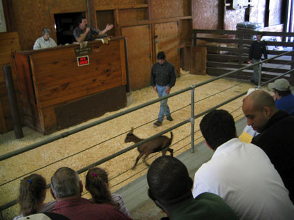East Corinth Goat Auction
