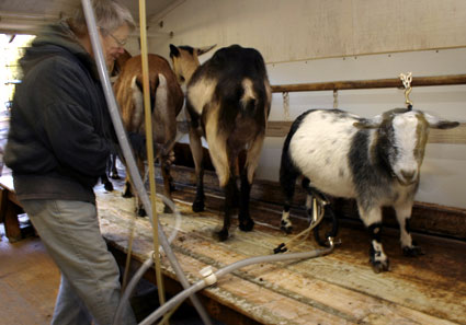 Split Creek Farm: Time For Milking