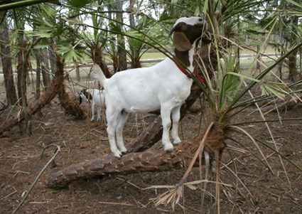 Goats Galore Farm