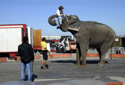 Elephant lifting person