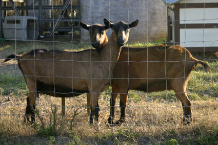 Devonshire Farm