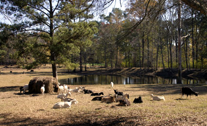 Bittersweet Plantation Dairy