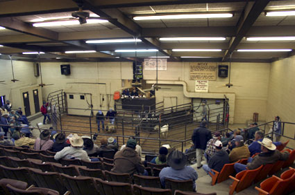 san angelo livestock auction report