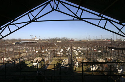 Producers Livestock Goat Auction