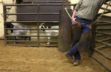 Producers Livestock Goat Auction