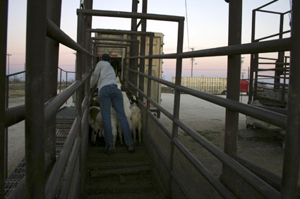 Producers Livestock Goat Auction