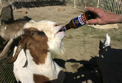 Goat Mayor of Lajitas