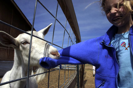 Haystack Mountain Dairy