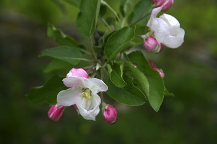 Ten Apple Farm