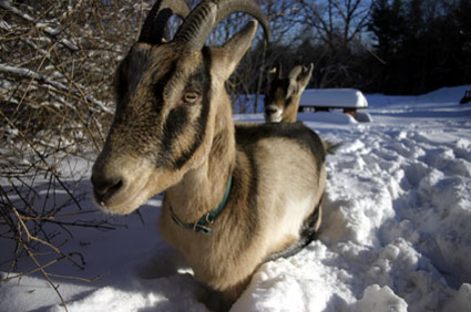 Goats in the Snow