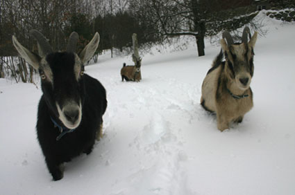 Goats in the Snow