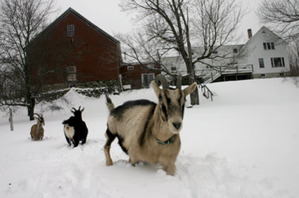 Goats in the Snow