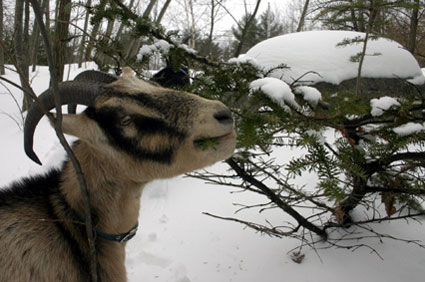 Goats in the Snow