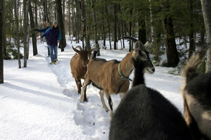 Snowshoeing with Goats